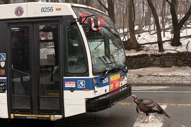 Turkey stood infront of the bus with museum of sex logo on it
