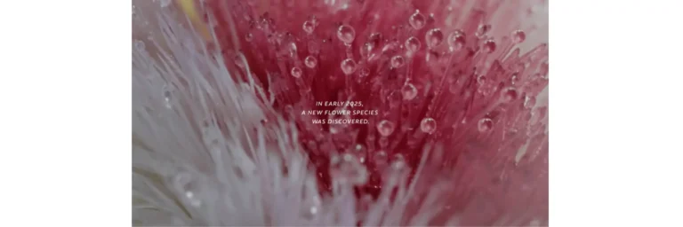 colgate dentris flower