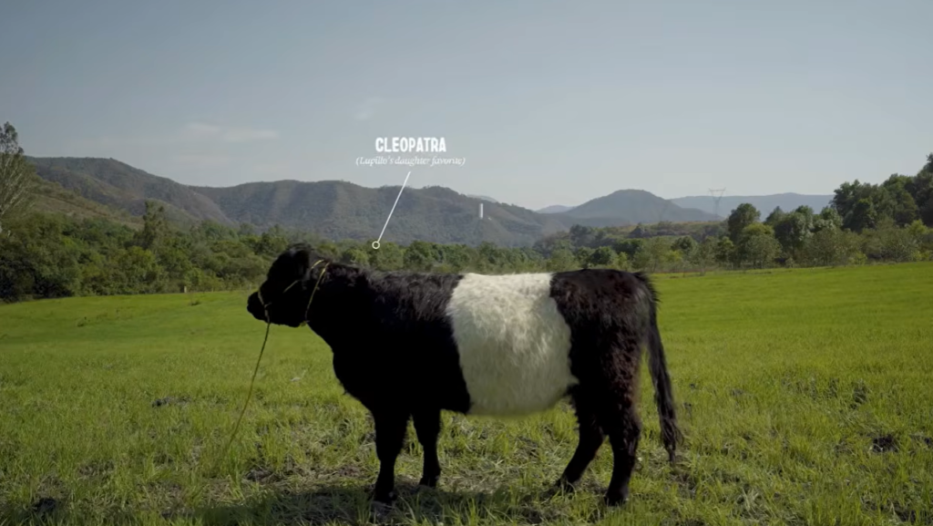 Oreo Found a Cow That Looks Exactly Like Its Cookie and Turned It Into a Short Film image