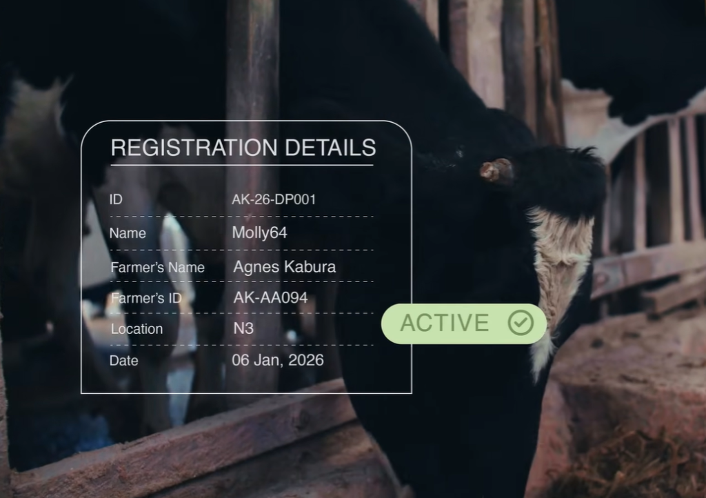 Paid Leave to Sick Cows. Too Good Solved Kenya's Public Health Crisis 